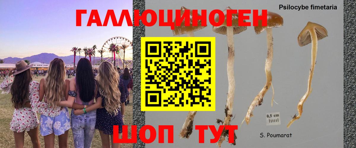 Москва  Галлюциногенные грибы Psilocybe  Вход с VPN 